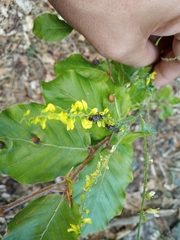 Closterotomus cinctipes