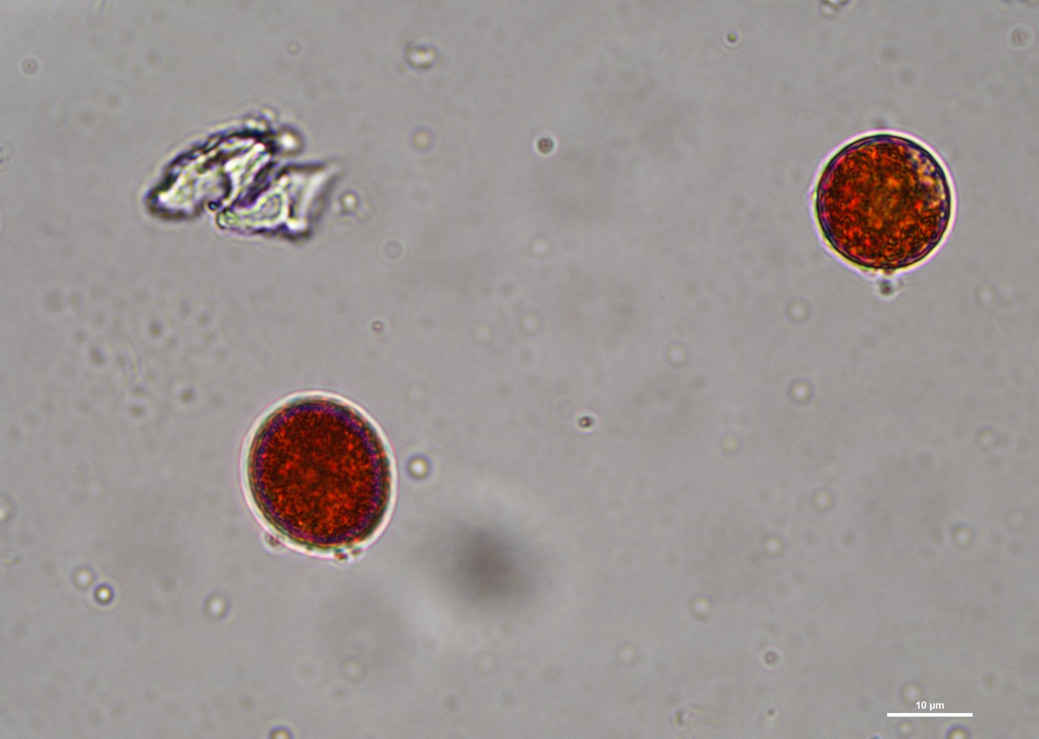 Porphyridiaceae