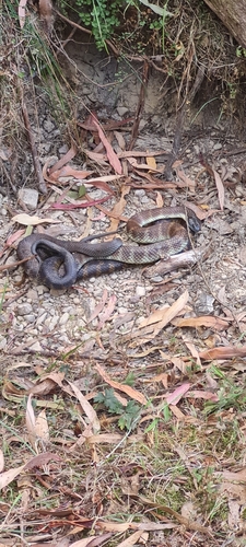 Tiger Snake sighting