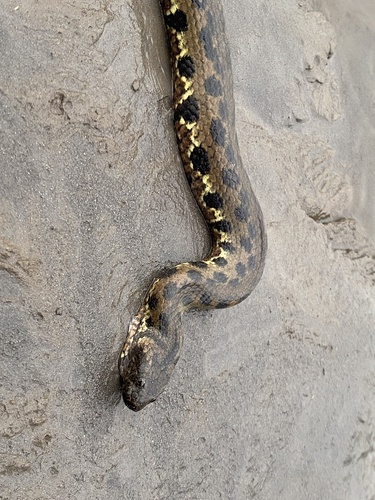 Hagmann's Keelback