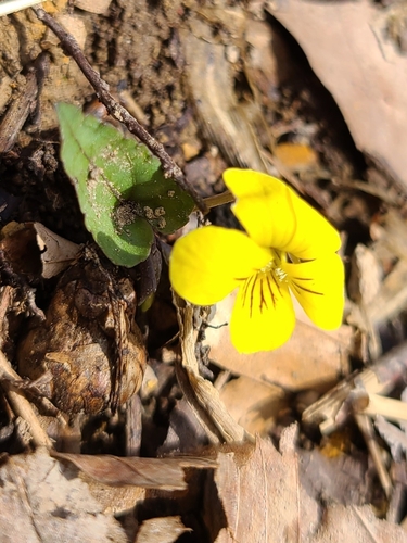 Foto de Violeta-amarela