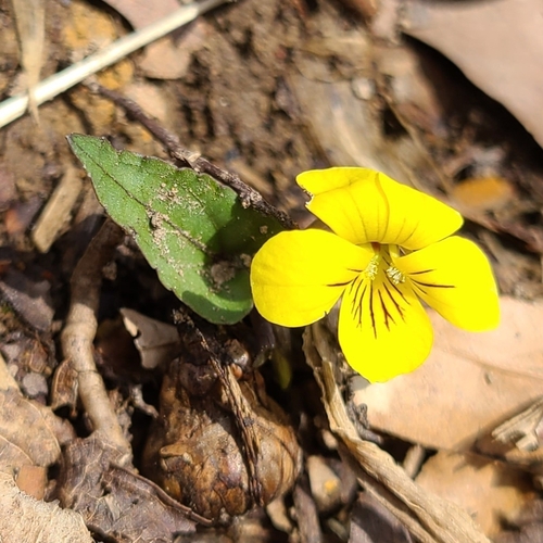 Foto de Violeta-amarela
