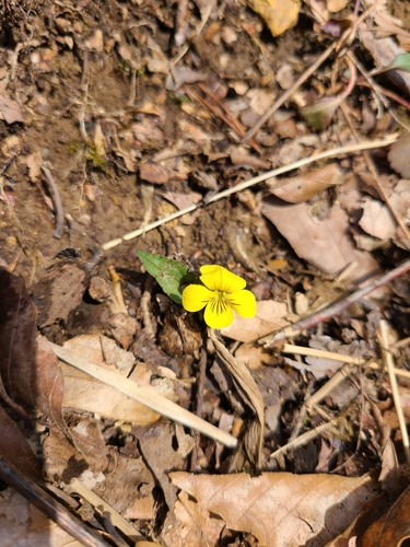 Foto de Violeta-amarela