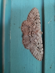 Stenoporpia pulmonaria