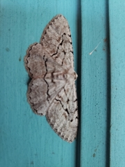 Stenoporpia pulmonaria