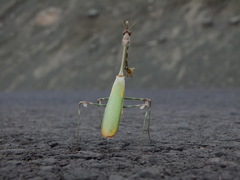 Empusa pennicornis