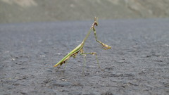 Empusa pennicornis