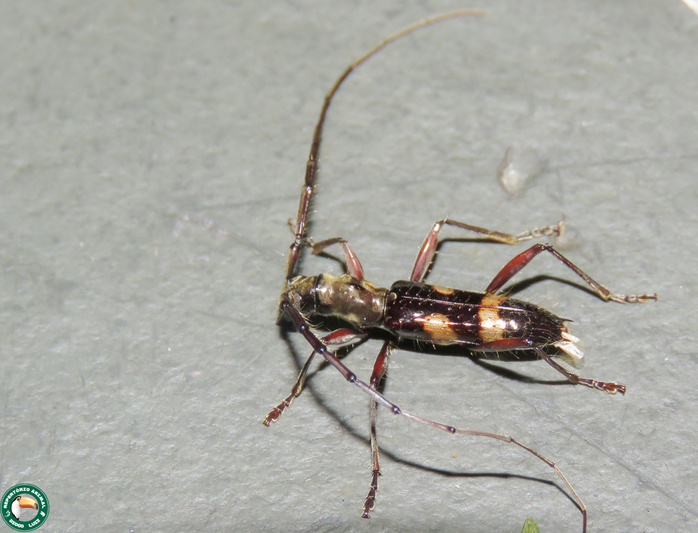 Compsibidion cleophile