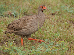Pternistis afer cranchii