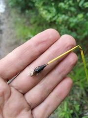Eriophorum brachyantherum