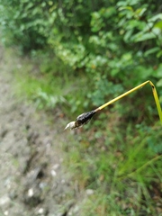 Eriophorum brachyantherum