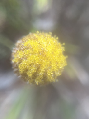 Craspedia glauca, photograph 2