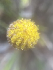 Craspedia glauca, photograph (c) sblumen, some rights reserved (CC BY)