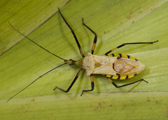 Zelus armillatus