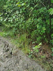 Eriophorum brachyantherum