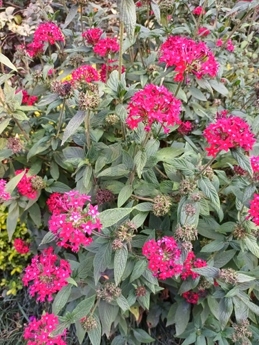 Image of Pentas lanceolata by (c) Ana Sánchez, some rights reserved (CC BY)