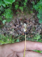 Eriophorum brachyantherum