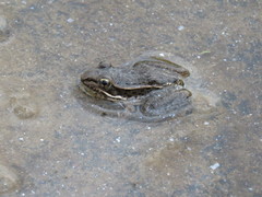 Lithobates magnaocularis