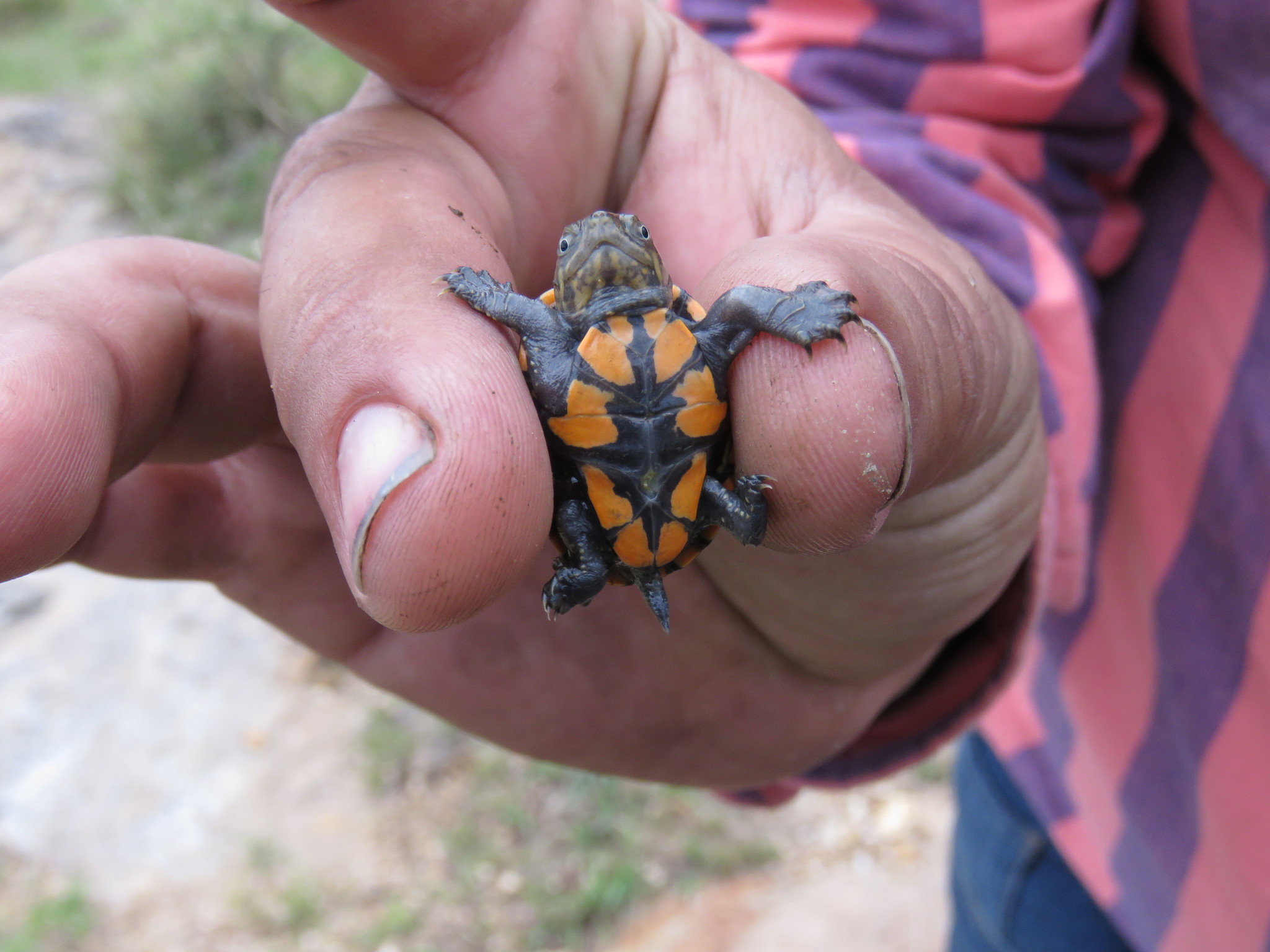 Big Bend Mud Turtle (Subspecies Kinosternon hirtipes murrayi