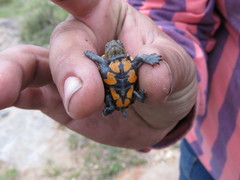 Kinosternon hirtipes murrayi