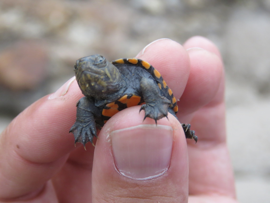 Big Bend Mud Turtle (Subspecies Kinosternon hirtipes murrayi Big Bend Mud Turtle (Subspecies Kinosternon hirtipes murrayi