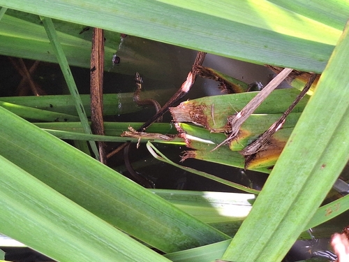 Golden Liophis