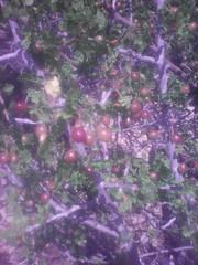 Bursera littoralis