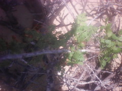 Bursera littoralis