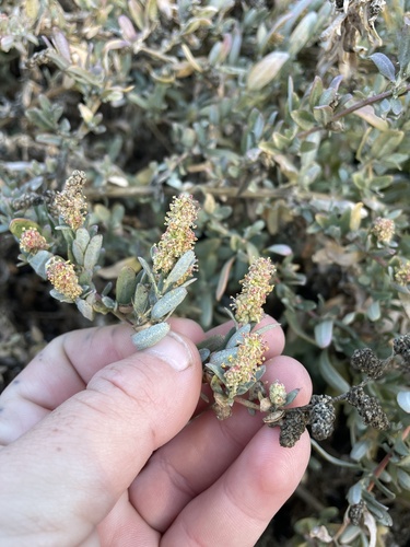 Atriplex amnicola