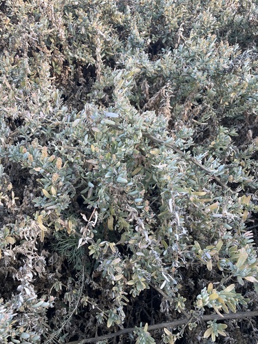 Atriplex amnicola, photograph 2