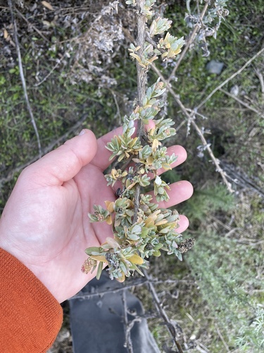 Atriplex amnicola, photograph 3