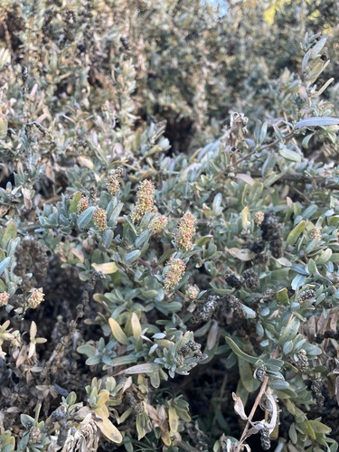 Atriplex amnicola, photograph 4