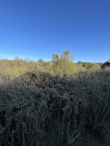 Atriplex amnicola, photograph 5