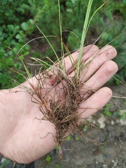 Carex vanheurckii