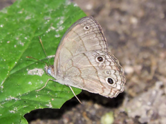 Cissia themis