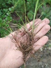 Carex vanheurckii