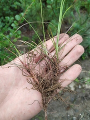 Carex vanheurckii