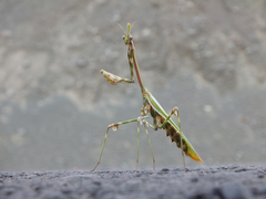 Empusa pennicornis
