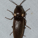 Glowing Click Beetles - Photo (c) Scott Buckel, some rights reserved (CC BY-NC), uploaded by Scott Buckel