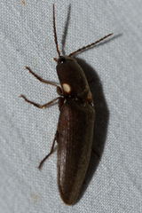 Deilelater physoderus