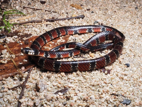 Günther's False Coral Snake