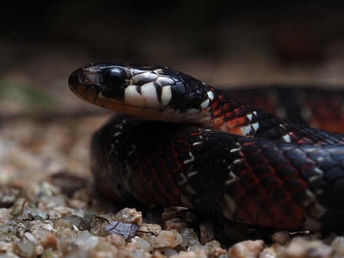 Günther's False Coral Snake