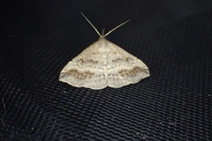 Tetanolita palligera