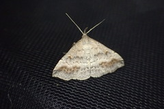 Tetanolita palligera