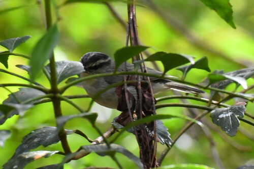 Mountain Leaf Warbler (Phylloscopus trivirgatus), photo 6