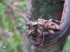 Dryoctenes scrupulosus