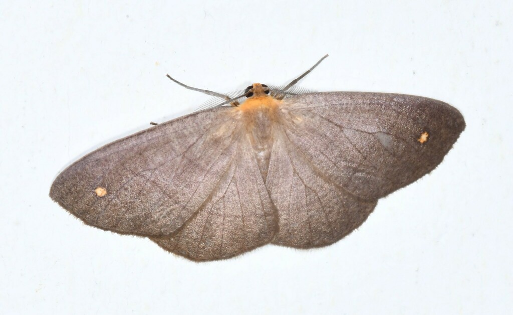 Nephodia betala
