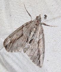 Thera cupressata