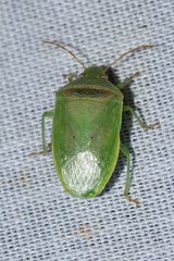 Piezodorus guildinii
