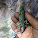 Sceloporus cyanostictus - Photo (c) Gerry Salmon, alguns direitos reservados (CC BY-NC), uploaded by Gerry Salmon